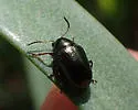 Brachypnoea texana - photo 5