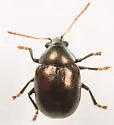 Brachypnoea tristis - photo 3
