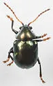 Brachypnoea tristis - photo 4