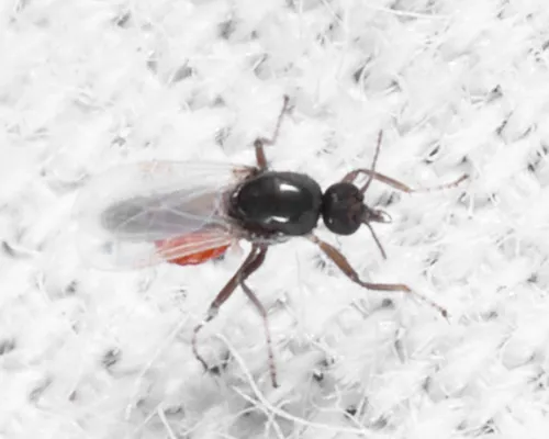 Brachypogon serratus