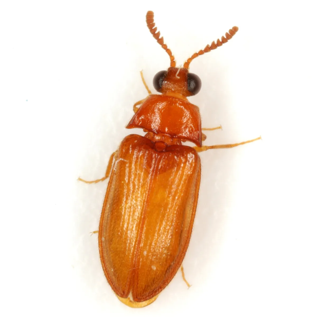 Texas Beetle - photo 2