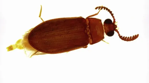 Brachypsectra vivafosile