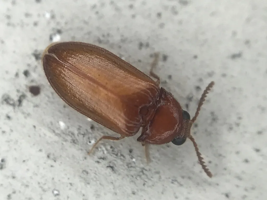 Texas beetles - photo 3