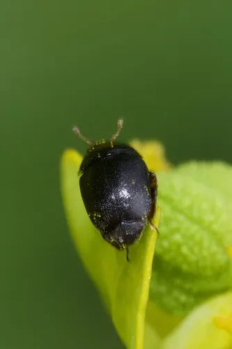 Brachypterolus antirrhini