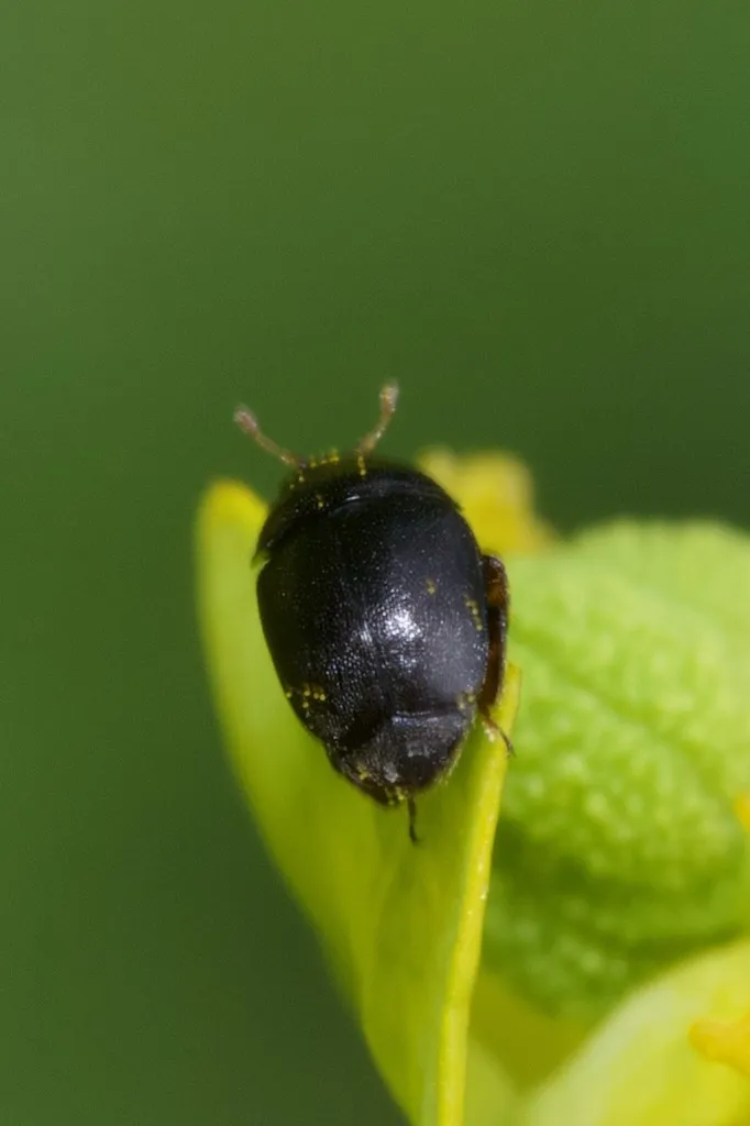 Brachypterolus antirrhini - photo 2