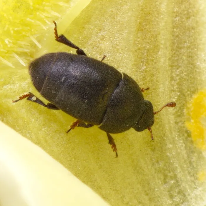 Toadflax Flower-eating Beetle