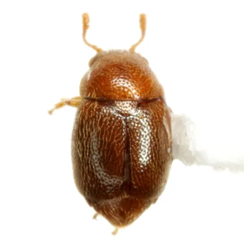 Brachypterus schaefferi