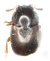 Brachypterus troglodytes