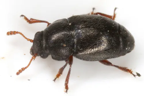 Brachypterus urticae