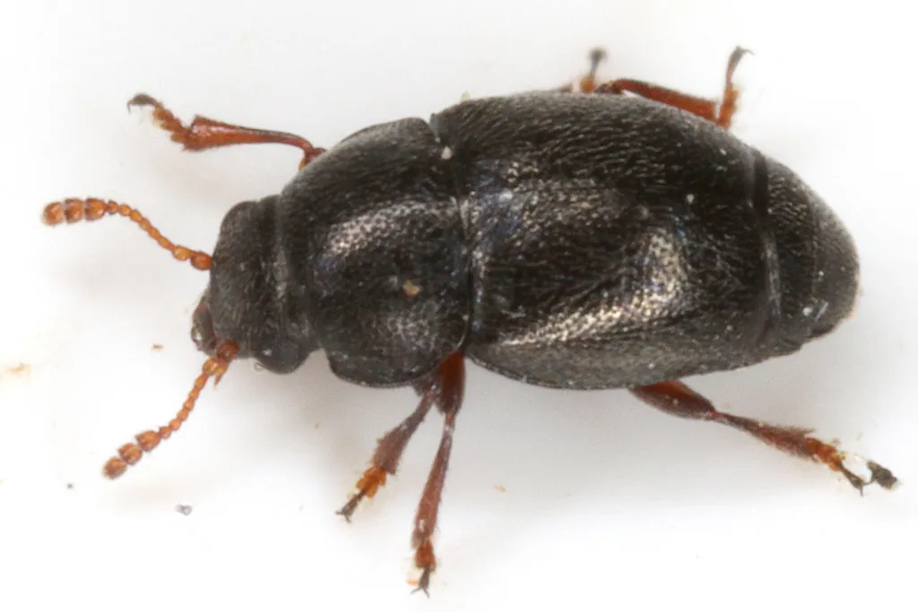 Brachypterus urticae - photo 2