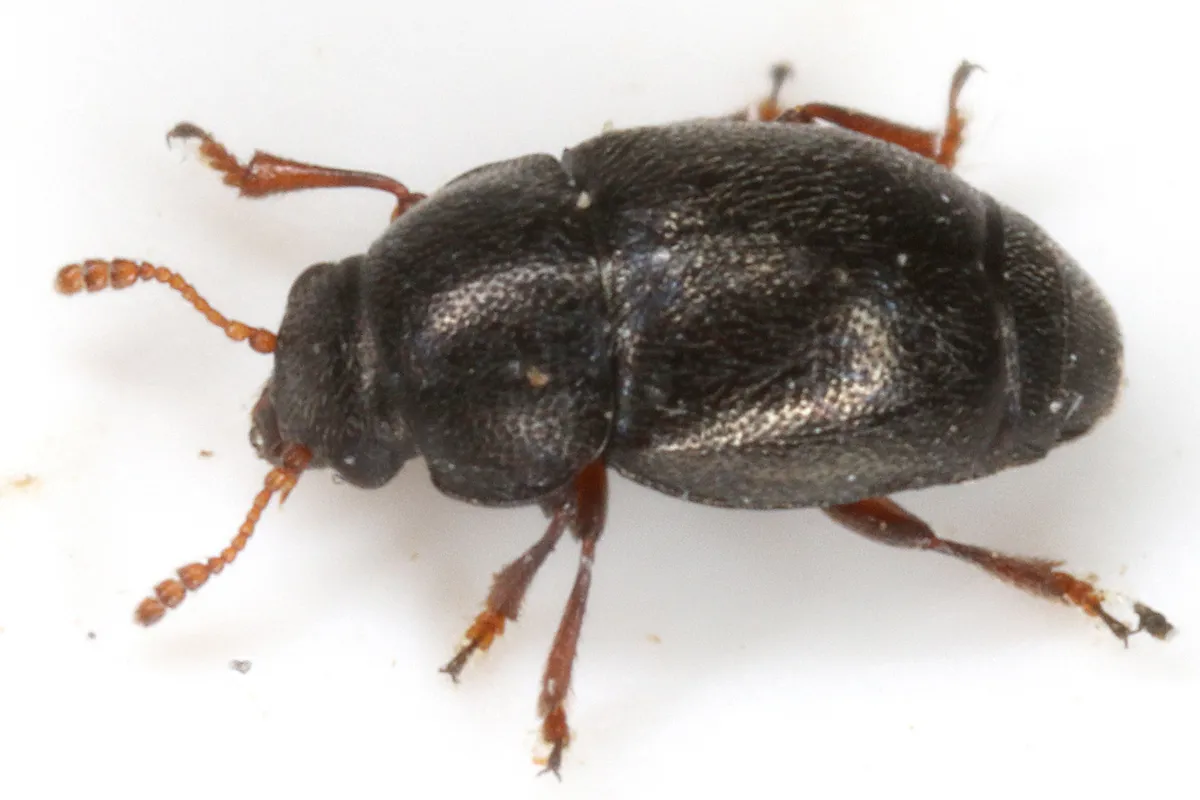 Brachypterus urticae - photo 3