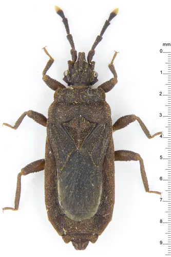 Brachyrhynchus membranaceus