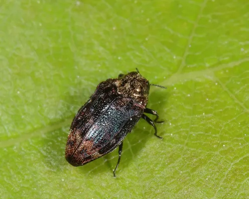 Northern Red Oak Jewel Beetle