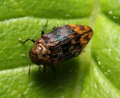 Northern Red Oak Jewel Beetle - photo 2