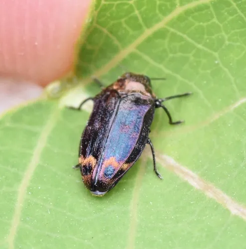Northern Red Oak Jewel Beetle - photo 3