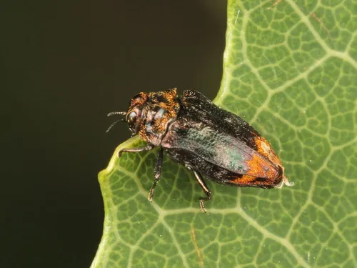 Northern Red Oak Jewel Beetle - photo 4