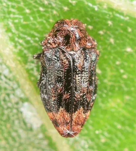 Northern Red Oak Jewel Beetle - photo 5