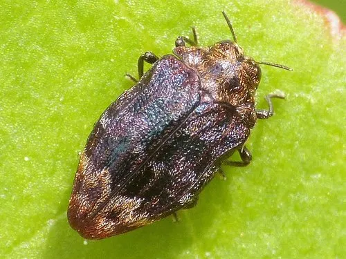 Northern Red Oak Jewel Beetle - photo 7