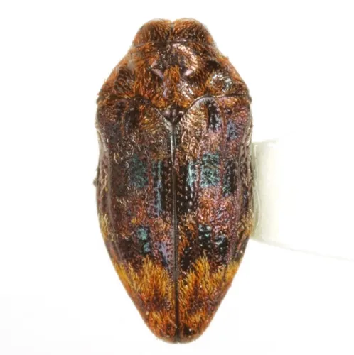 Northern Red Oak Jewel Beetle - photo 8