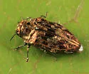 Brachys aeruginosus