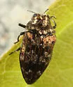 Brachys aeruginosus - photo 2