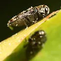 Brachys aeruginosus - photo 3