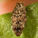 Brachys aeruginosus - photo 4