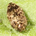Brachys aeruginosus - photo 5