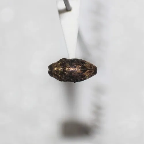 Brachys cephalicus