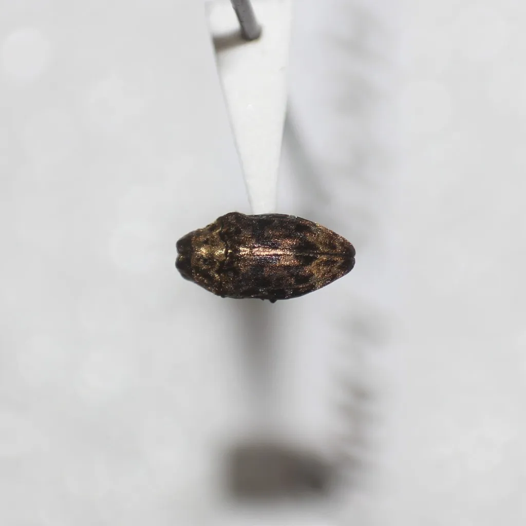 Brachys cephalicus - photo 2