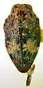 Brachys fasciferus