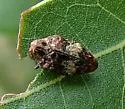 Brachys fasciferus - photo 2