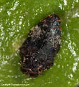 Brachys fasciferus - photo 3