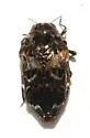 Brachys floccosus