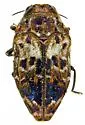 Brachys floccosus - photo 3