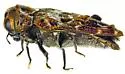 Brachys floccosus - photo 4