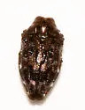 Brachys ovatus - Brachys ovatus