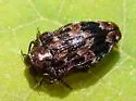 Brachys ovatus - photo 2