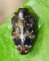 Brachys ovatus - photo 3
