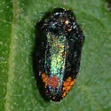 Brachys rileyi - photo 2