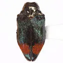 Brachys rileyi - photo 3