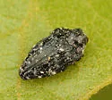 Brachys tessellatus - photo 2