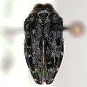 Brachys tessellatus - photo 4
