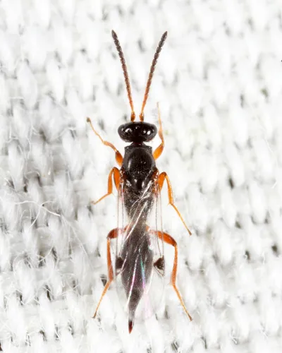 Brachyserphus abruptus