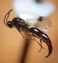 Brachyserphus lucens