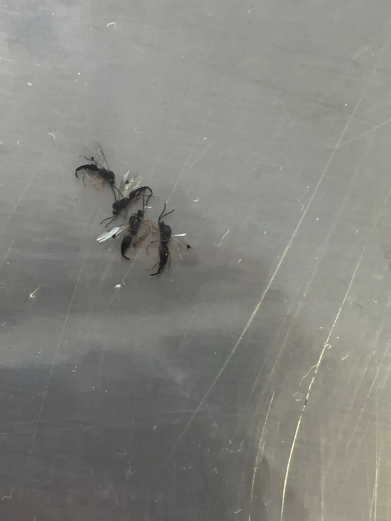 Brachyserphus parvulus - photo 2
