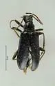 Brachysomida atra - photo 3