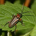 Brachysomida bivittata