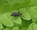 Brachysomida bivittata - photo 2