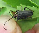 Brachysomida bivittata - photo 3